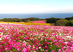 花と緑あふれる秋の淡路島を楽しむ花のフェスティバル「淡路花祭2025秋」。10月4日から開催！