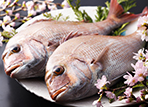 御食国・淡路島の春の恵み「桜鯛＆淡路島サクラマス」を味わう