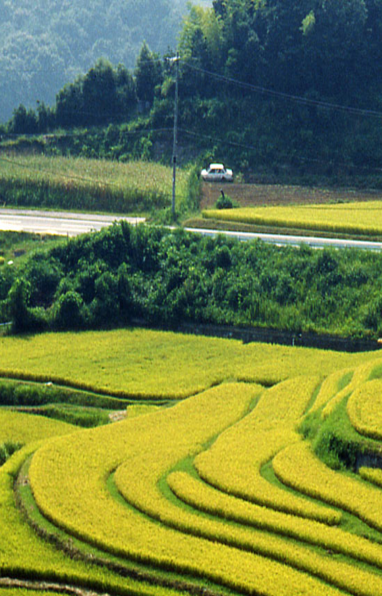 Terraced rice fields on Awaji Island in Japan representing local agriculture and food culture