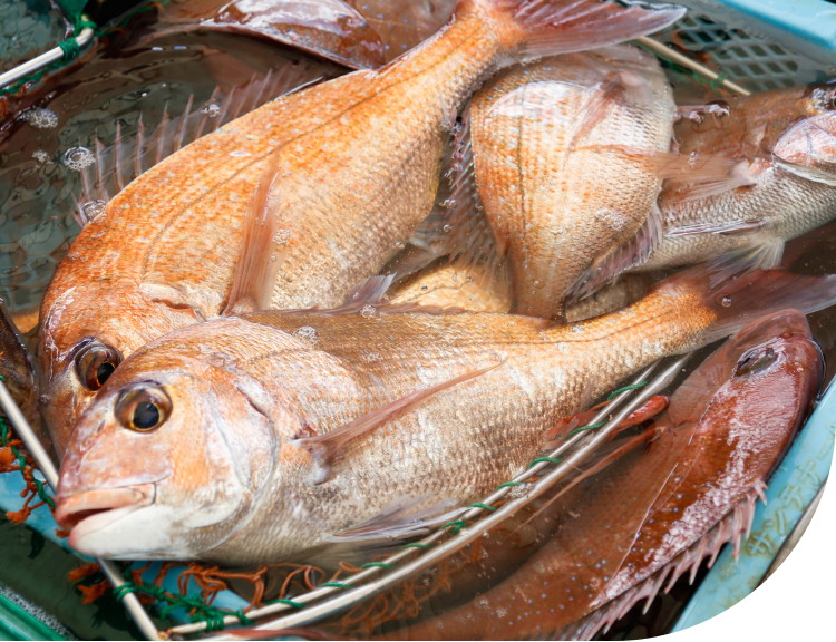 Fresh seafood catch from Awaji Island coast in Japan including red seabream and seasonal fish