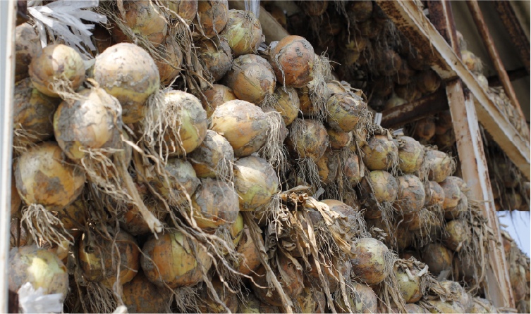 Freshly harvested onions from Awaji Island farms, highlighting a seasonal food experience tied to the region's renowned local produce