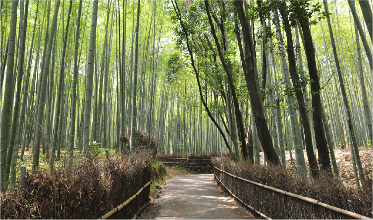 Path through Arashiyama bamboo forest in Kyoto, offering a peaceful nature walk and iconic cultural landscape experience