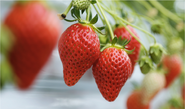 Fresh strawberries growing in a farm setting, offering a seasonal and interactive fruit-picking experience in Okayama
