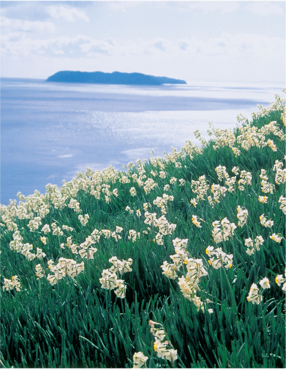 Coastal hillside covered in white flowers overlooking the sea, evoking a peaceful and scenic island landscape