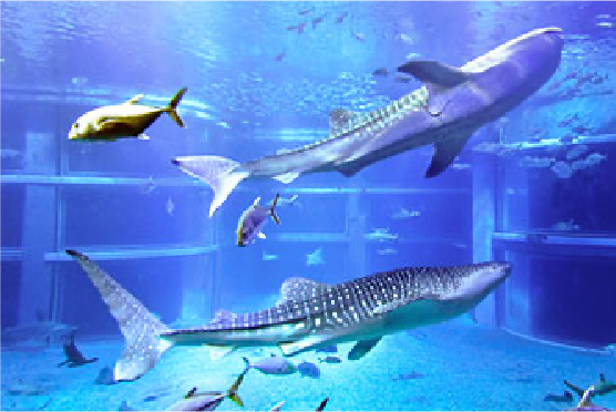 Whale shark and fish gliding through a vast illuminated tank at Kobe's aquarium, offering an immersive encounter with marine life unique to the city's waterfront