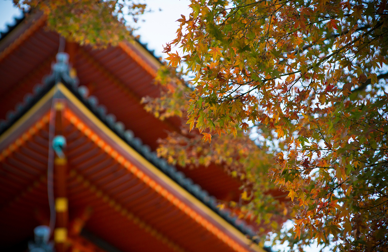 Temple roofline amid autumn maple branches and ornate golden shrine lanterns glowing in a dark timber hall, capturing the layered beauty and sacred atmosphere of Kyoto
