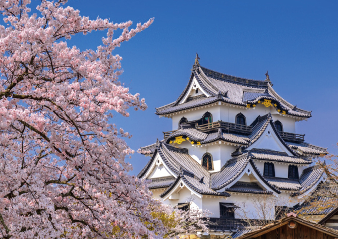 Castle framed by cherry blossoms in full bloom, one of Japan's most celebrated historic landmarks on the shores of Lake Biwa