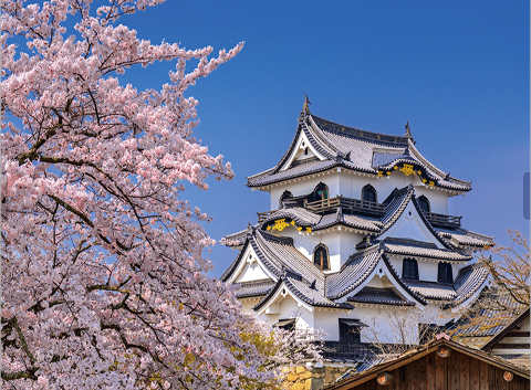Castle framed by cherry blossoms on the shores of Lake Biwa, a historic landmark in Japan's cultural heartland
