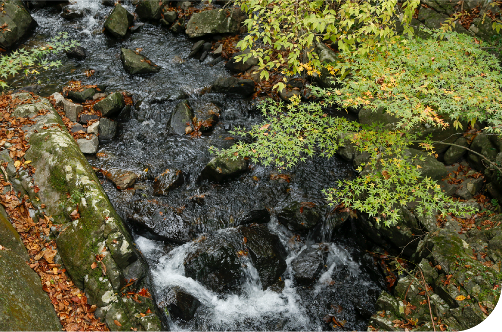 Moss-covered rocks and a mountain stream with autumn foliage in Shikoku, where water, stone, and seasonal color shape a landscape defined by natural harmony