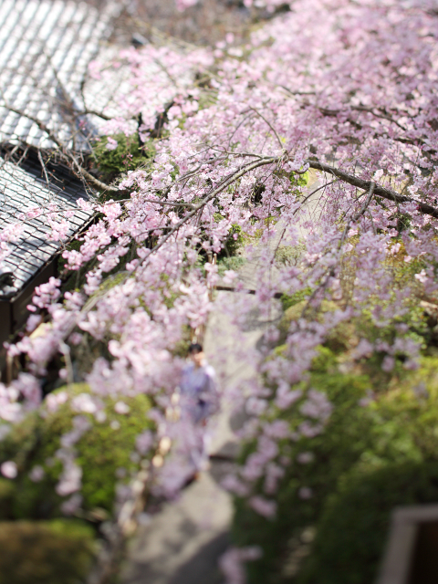 Pale pink weeping cherry blossoms cascading over a clear mountain stream in Shikoku, where seasonal beauty and natural flow define the landscape surrounding Hotel New Awaji Group