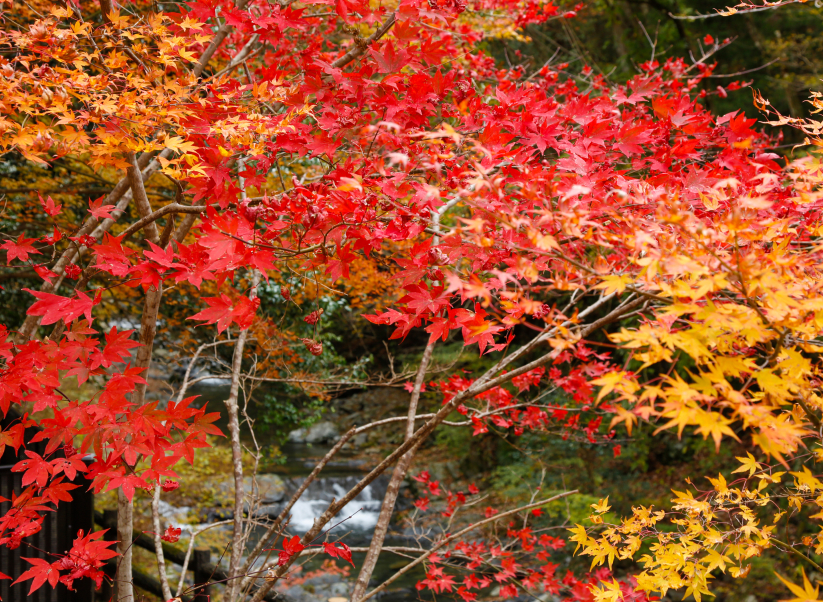 Brilliant red and orange autumn maples in a Shikoku forest, capturing the layered natural beauty that defines this region through the seasons